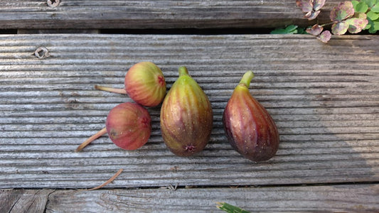 Digitaler Geschenkgutschein Feige