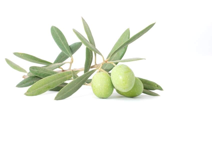 Olivenölseife, ein reines Naturprodukt im Shop von KamelundMilch.de bestellen